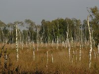 NL, Noord-Brabant, Deurne, Deurnese Peel 3, Saxifraga-Harry van Oosterhout : natte heide